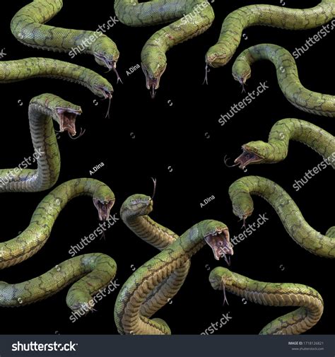 1,489 Anaconda attack Images, Stock Photos & Vectors | Shutterstock