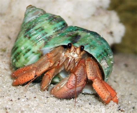 SEASHORE : Crabs and Their Relatives ~ Pinegreenwoods