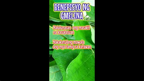 Gmelina Tree Benefits - YouTube