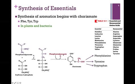 137-Synthesis of Essential Amino Acids - YouTube