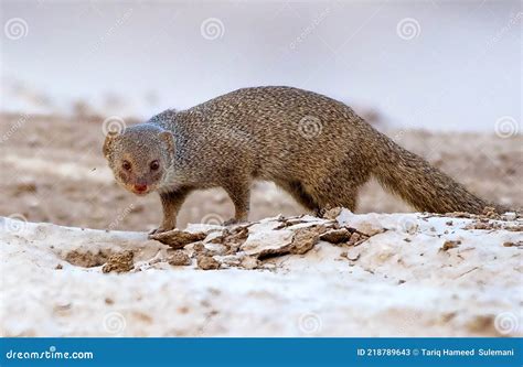 The Indian Grey Mongoose or Herpestes Edwardsii in Wildlife Areas Stock Image - Image of asia ...