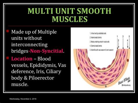 3.9 SMOOTH MUSCLE PHYSIOLOGY