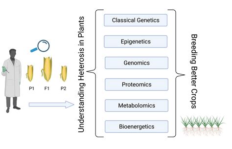 Genes | Free Full-Text | Revisiting Plant Heterosis—From Field Scale to Molecules