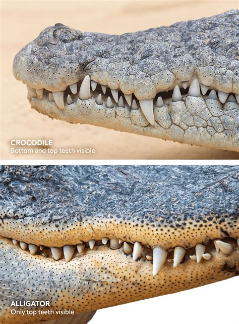 Difference between Crocodiles and Alligators | Thomson Safaris