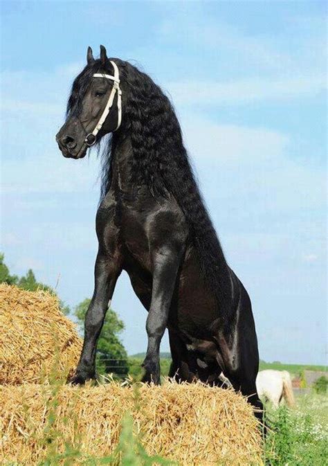 Pin on Friesian's