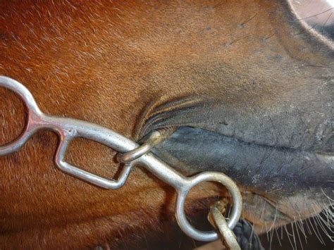 KnP Training: Bit Doctor- A In Depth Series Looking At Bits And How They Interact In The Horse's ...