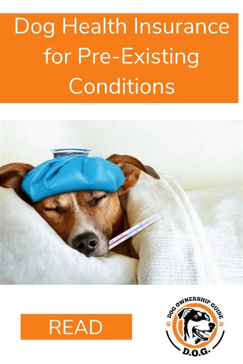 Dog Health Insurance for Pre-Existing Conditions in 2023 | Dog health, Dog insurance, Pet health ...