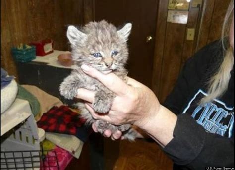 Lakeview Bobcat And Cubs: Wild Cats Spotted Playing, Hunting In Calgary Community (VIDEO ...