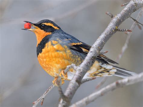 Varied Thrush - eBird