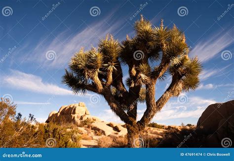 Joshua Tree Sunrise Cloud Landscape California National Park Stock Photo - Image of branch ...