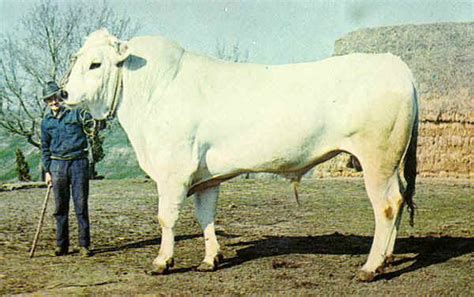 Italian breeds of cattle: Chianina