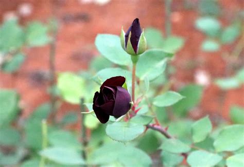 Harvest begins for rare 'black roses' of Halfeti, pearl of the ...