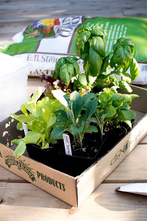 How to Plant a Small Space Lettuce Garden | Plants, Lettuce, Garden