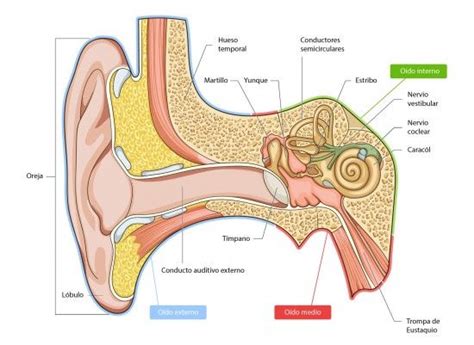 Imágenes del Oído Humano: Estructura, Partes y Nombres | Saberimagenes.com | Imagenes del oido ...