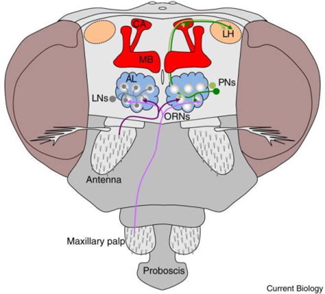 The Drosophila olfactory pathway.Olfactory receptor neu | Open-i