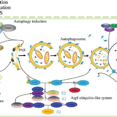 Several signaling pathways involved in appressorium formation and... | Download Scientific Diagram