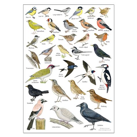 British Garden Birds Identification A3 Card Poster, Art Print | Bird identification, British ...