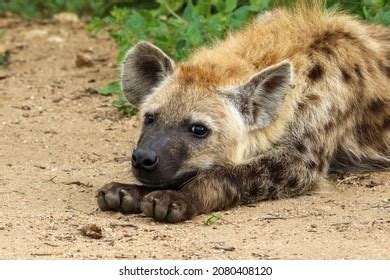 Young Spotted Hyena Resting Head On Stock Photo 2080408120 | Shutterstock