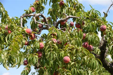 Peaches stock image. Image of fresh, baskets, juicy, hand - 26213953