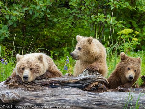 Grizzly Bear Cubs | Lake Clark National Park, Alaska. | Photos by Ron ...