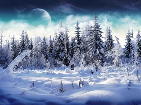 Snowy forest landscape photography HD wallpaper | Wallpaper Flare