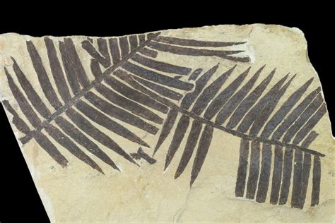 6.7" Plate Of Jurassic Aged Cycad (Zamites) Fossils - France (#139284) For Sale - FossilEra.com