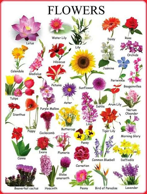 Flowers and Plants Vocabulary in English - ESLBUZZ