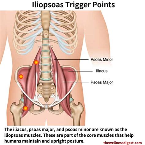 Iliopsoas Muscle Pain - The Wellness Digest