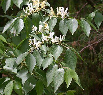 Amur Honeysuckle (Lonicera maackii)