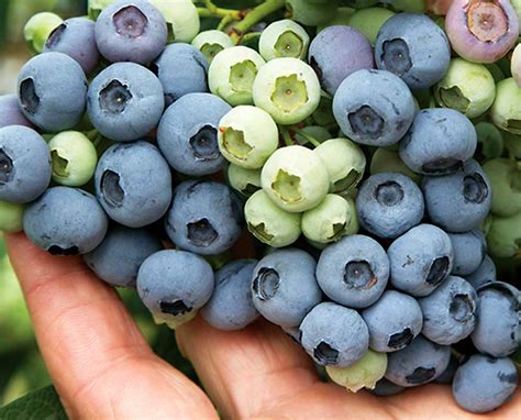 New blueberry varieties may stretch season, refresh slowing market | Good Fruit Grower