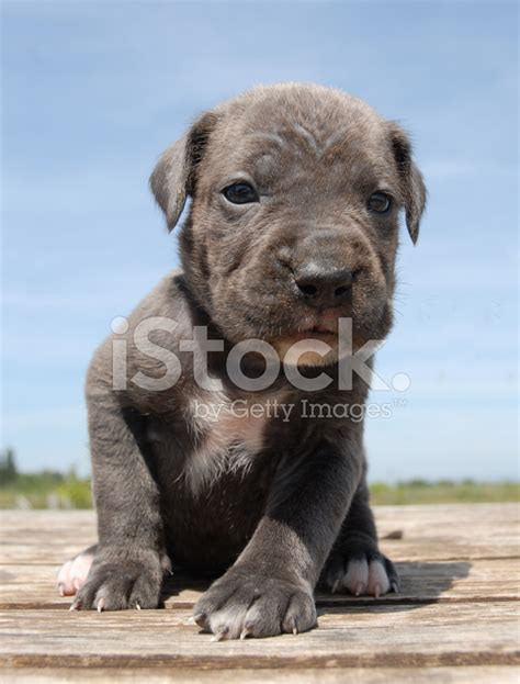 Grey Puppy Cane Corso Stock Photo | Royalty-Free | FreeImages