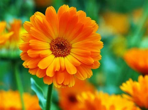 Calendula: A Floral Guide to Its Rich Symbolism and Significance