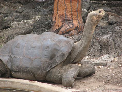 Galapagos: The Galapagos Tortoise