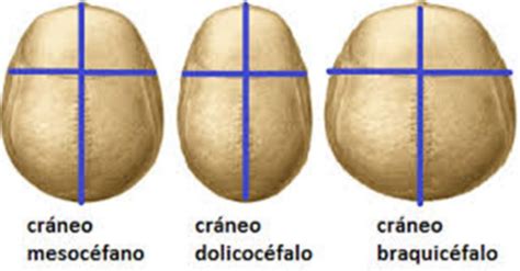 Semiología Cabeza y Cuello Flashcards | Quizlet