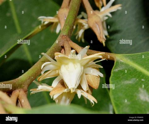 Mahua Flower