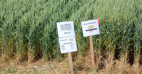 7 considerations when choosing wheat varieties