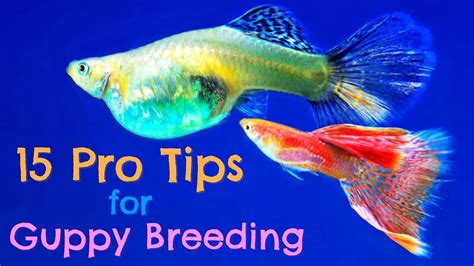 Guppy Fish Breeding: 15 Pro Tips You Need to Know! – HousePetsCare.com