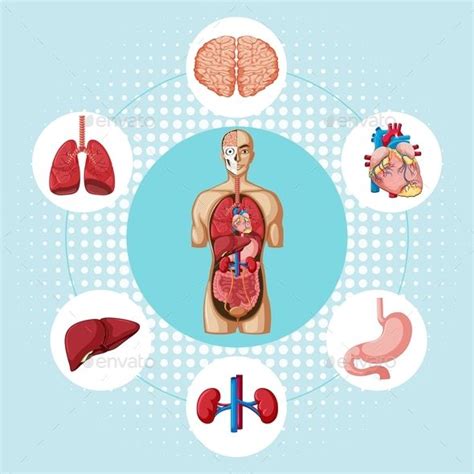 Diagram Showing Different Organs of Human | Art background, Diagram, Vector character