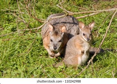 6,795 Wallaby baby Images, Stock Photos & Vectors | Shutterstock