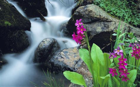 Waterfall Flowers Wallpapers - Top Free Waterfall Flowers Backgrounds - WallpaperAccess