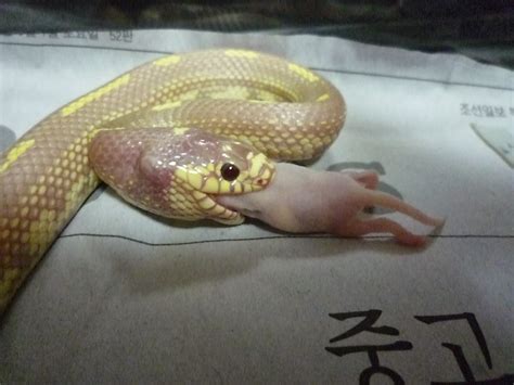 HJ's Pet Blog: How my snake eat its prey