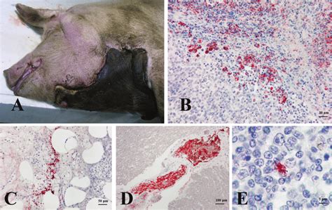 (A) Severe skin necrosis on the ventral area of the neck and the ...