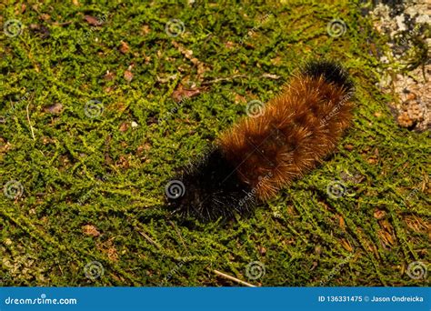 Banded Woolly Bear Caterpillar Stock Image - Image of isabella, festival: 136331475