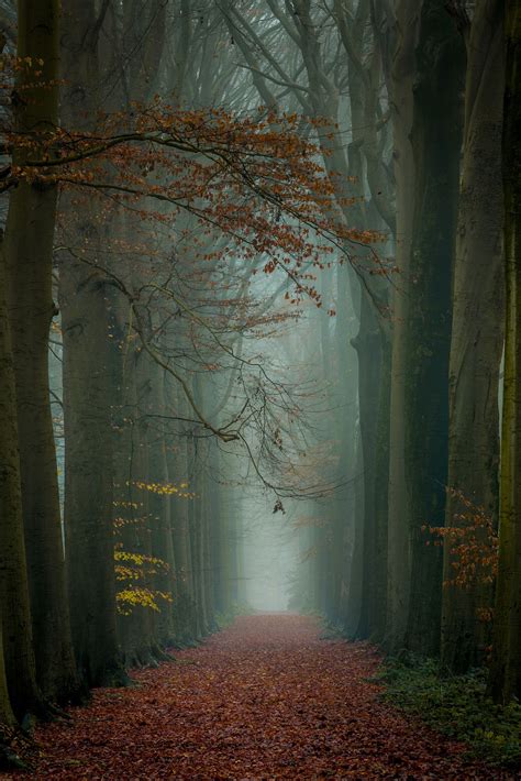 Enchanted forest... - ) | Landscape photography, Beautiful landscapes ...