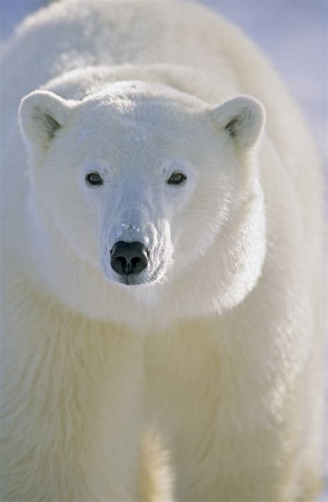 Polar Bear Facts - KidsPressMagazine.com