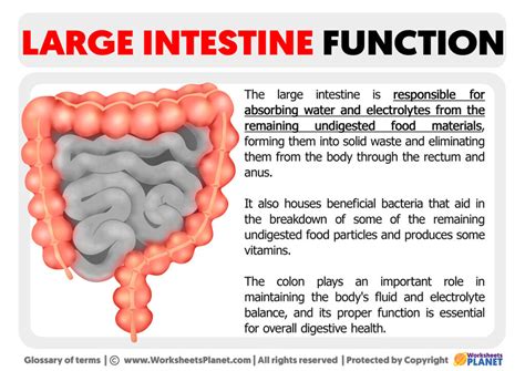 Large Intestine Function