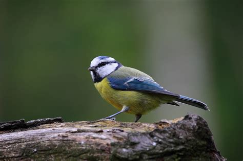 Blue Tit Bird Cute - Free photo on Pixabay - Pixabay