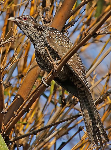 Cranium Bolts: Birds at Hebbal lake | Birds, Lake, Photo tour