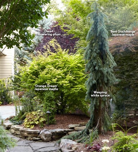 7 Ways to Use Conifers in the Garden | Garden Gate