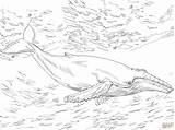 Humpback Whale Coloring Pages sketch template